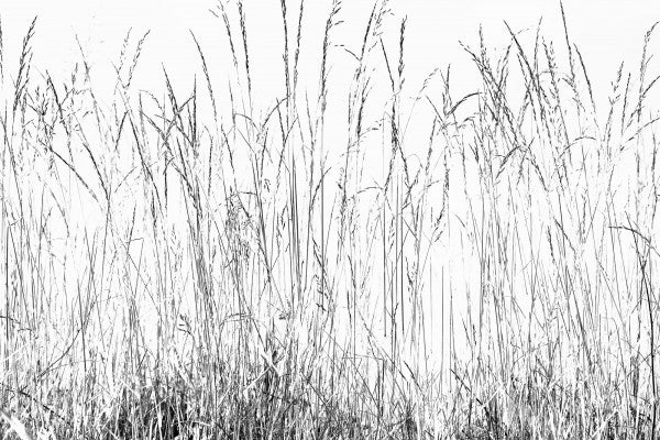 PHOTOWALL / Grass Blades bw (e22855)