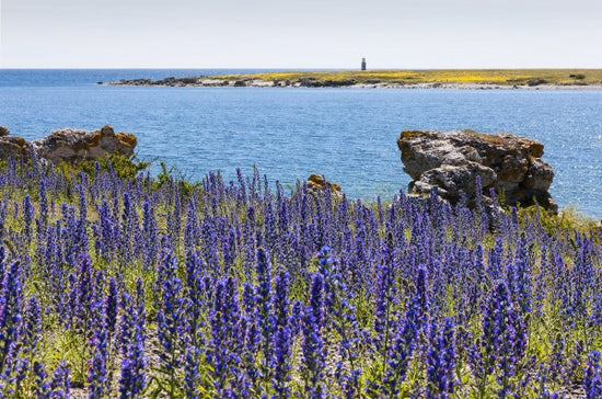 PHOTOWALL / Gotland Summer Landscape (e22856)