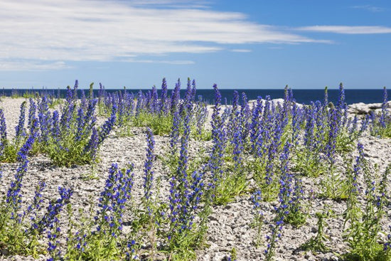 PHOTOWALL / Blueweed (e22857)