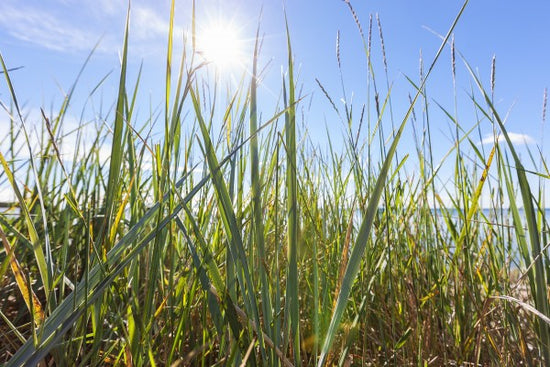 PHOTOWALL / Sunshine and Grass (e22861)