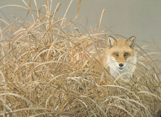 PHOTOWALL / Red Fox (e22992)