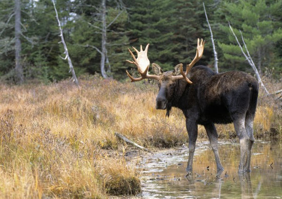 PHOTOWALL / Moose in Woods (e22994)