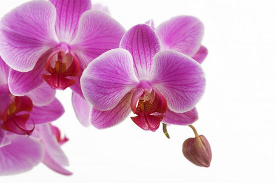 PHOTOWALL / Deep Pink Orchid (e23039)