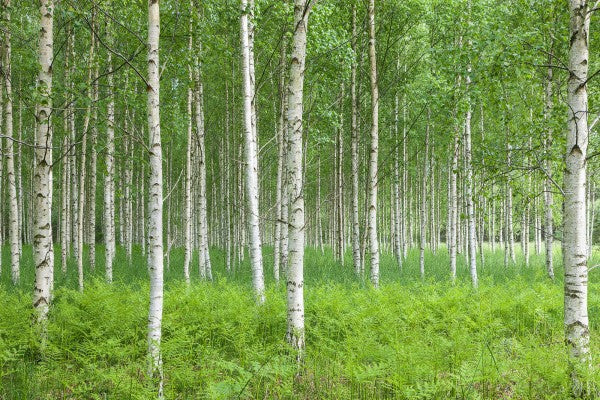 PHOTOWALL / Summer Birch Forest (e23070) | 輸入壁紙専門店 WALPA