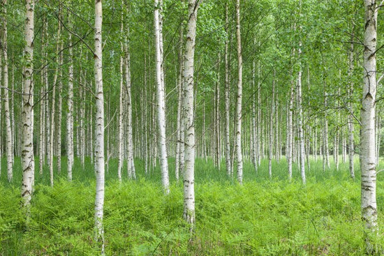 PHOTOWALL / Summer Birch Forest (e23070)
