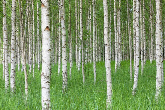 PHOTOWALL / Birch Forest & Green Grass (e23072)