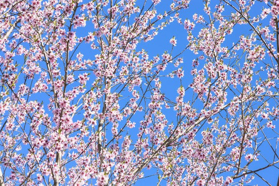 PHOTOWALL / Cherry Blossom Tree (e23083)