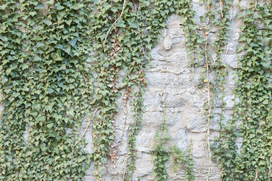 PHOTOWALL / Ivy Wall (e23095)