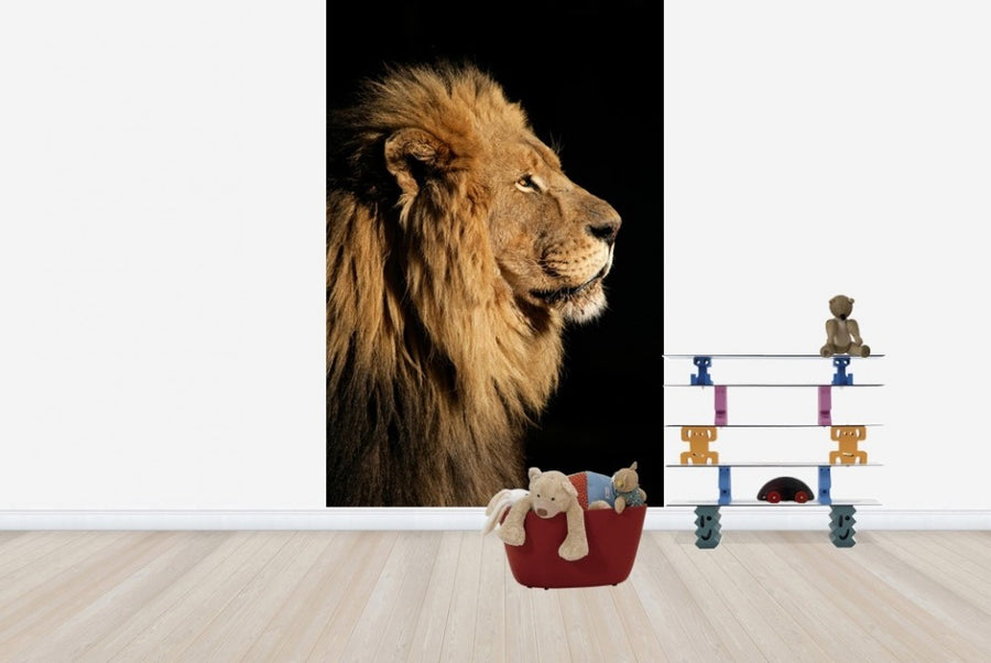 PHOTOWALL / Big Male African Lion (e23167)
