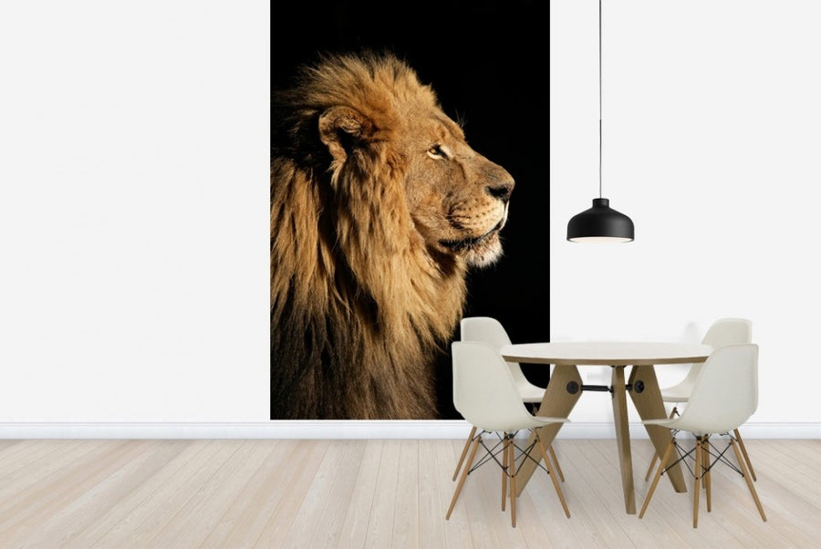 PHOTOWALL / Big Male African Lion (e23167)