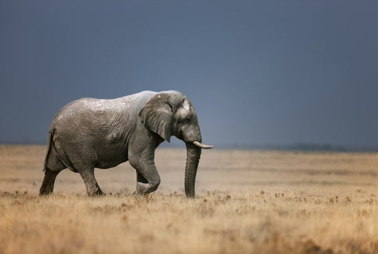 PHOTOWALL / Elephant in grassfield (e23170)