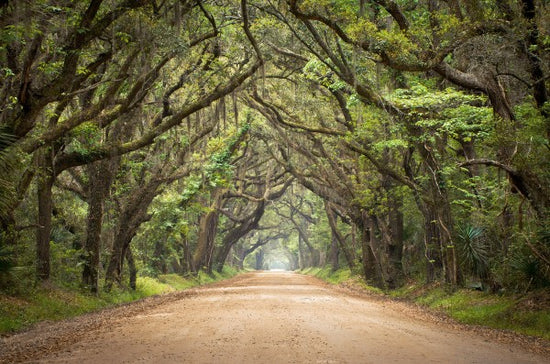 PHOTOWALL / Oak Tree Road (e23182)