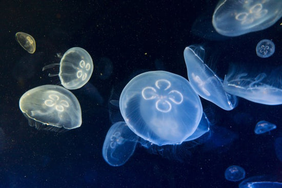 PHOTOWALL / Floating Jellyfish (e23255)