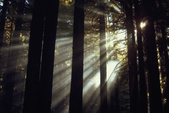 PHOTOWALL / Sunlight Through the Redwoods (e23405)