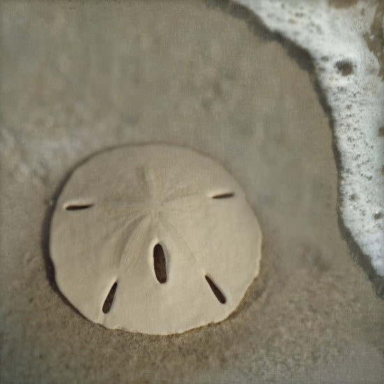PHOTOWALL / Sand Dollar Surf (e23455)