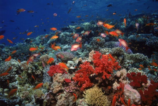 PHOTOWALL / Red Sea (e23509)