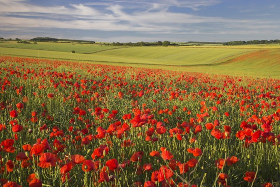 PHOTOWALL / Sea of Poppies (e23529)