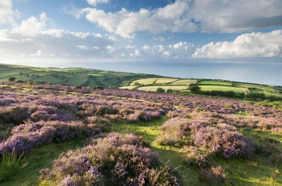 PHOTOWALL / Flowering Heather (e23589)