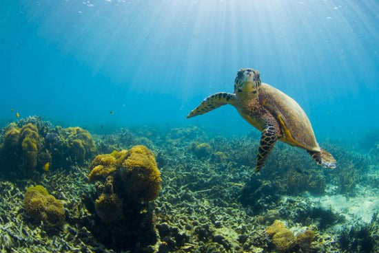 PHOTOWALL / Charming Turtle (e23591)