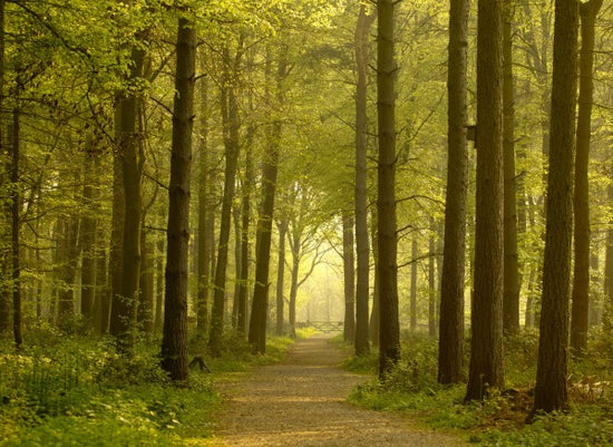 PHOTOWALL / Path through Golden Forest (e23602)
