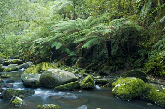 PHOTOWALL / Tropical Verdancy (e23610)