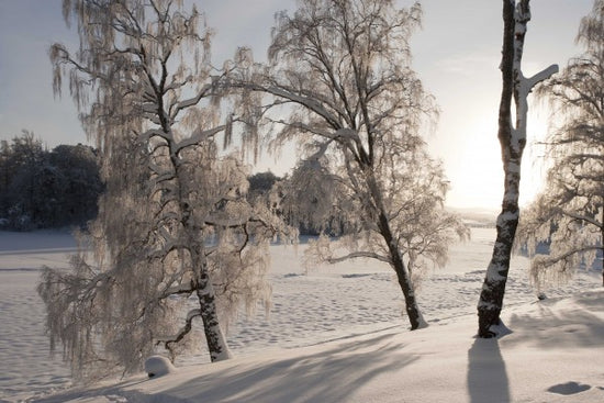 PHOTOWALL / Snow-Covered Silver Birches (e23612)