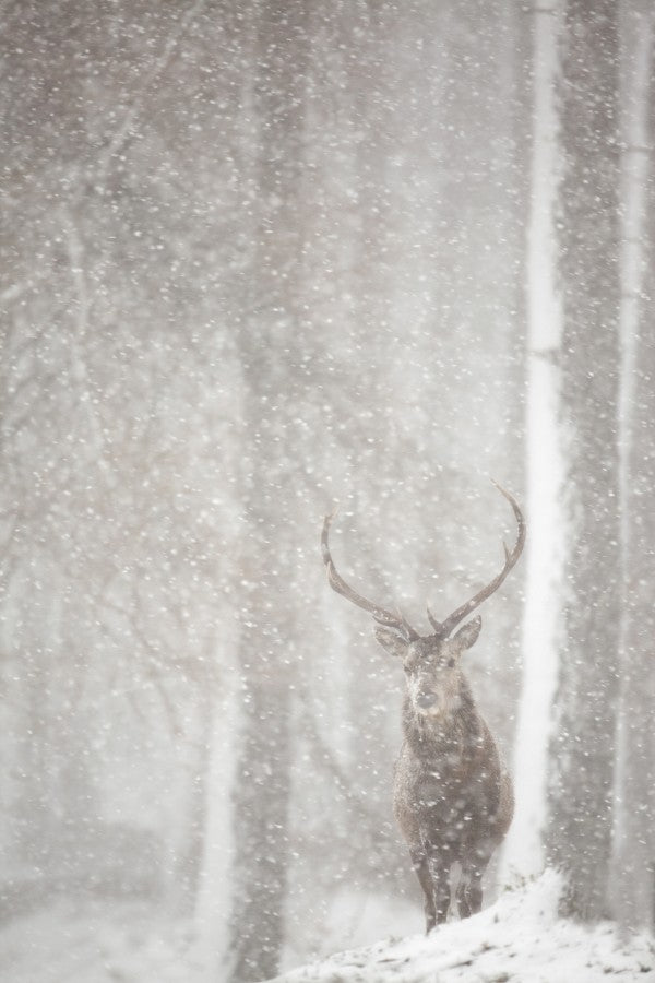 PHOTOWALL / Red Deer in Heavy Snowfall (e23616)