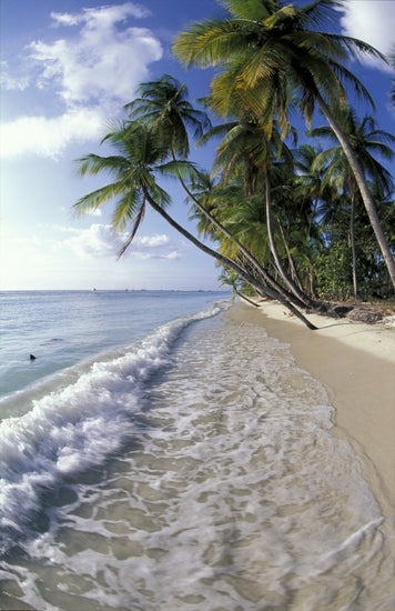 PHOTOWALL / Tropical Seashore (e23618)