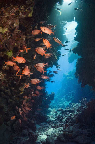 PHOTOWALL / Red Soldierfish (e23622)