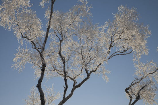 PHOTOWALL / Silver Birch (e23630)