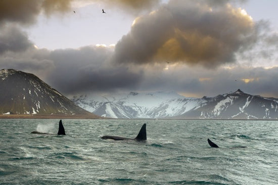 PHOTOWALL / Orcas (e23638)