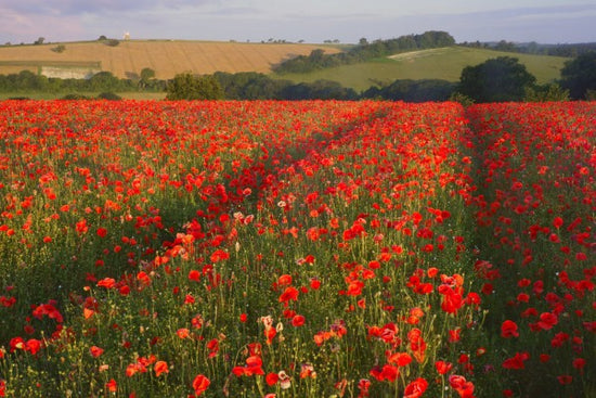 PHOTOWALL / Scarlett Field (e23647)