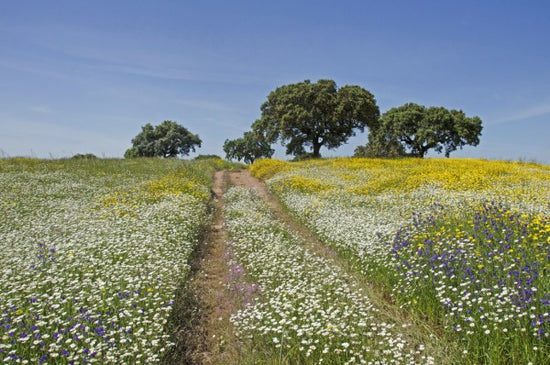 PHOTOWALL / Cork Oaks and Flowering Meadow (e23648)