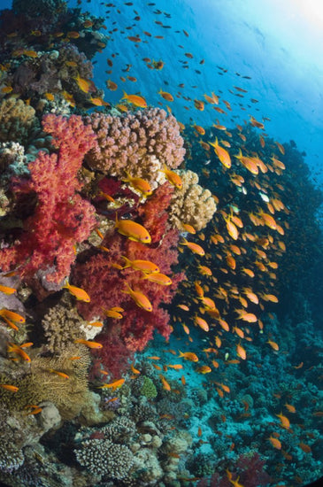 PHOTOWALL / Soft Corals (e23650)