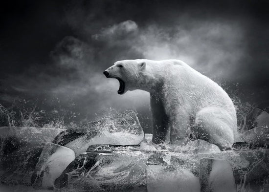PHOTOWALL / White Polar Bear Hunter (e40054)