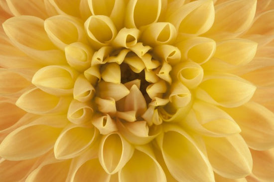 PHOTOWALL / Amber Dahlia (e23713)