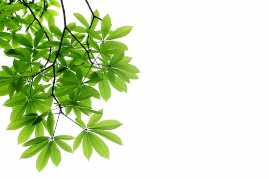 PHOTOWALL / Fresh Leaves (e40115)