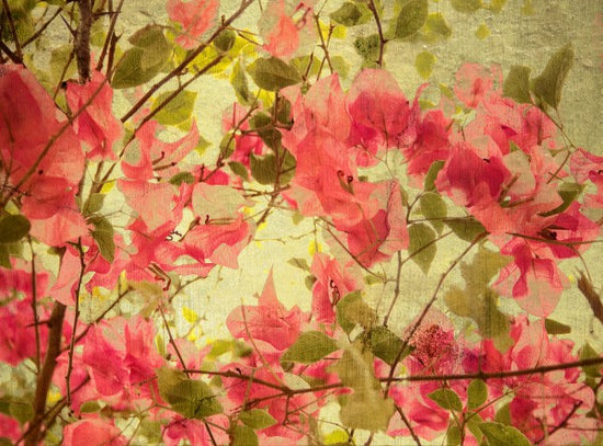 PHOTOWALL / Bougainvillea (e40179)