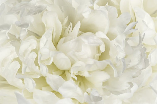 PHOTOWALL / Ivory White Peony (e23730)