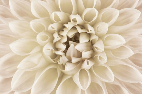 PHOTOWALL / White Dahlia (e23754)