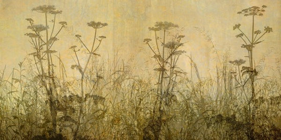 PHOTOWALL / Wildflowers Lining the Trail - Amber (e23756)