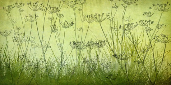 PHOTOWALL / Wildflowers Lining the Trail - Lime (e23759)