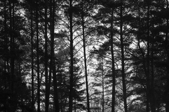 PHOTOWALL / Pine Trunk bw (e23786)