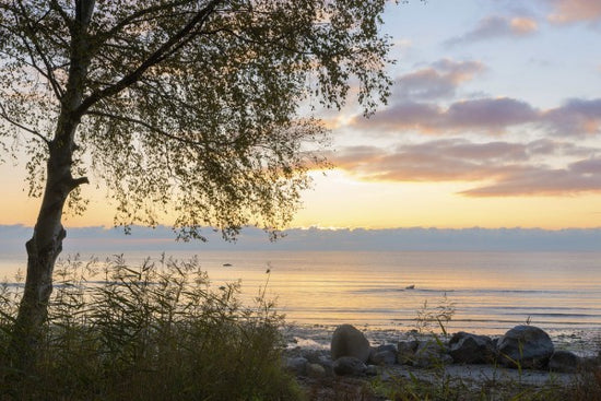 PHOTOWALL / Tree at Sunset - Gotland (e23787)