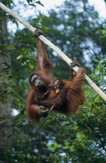 PHOTOWALL / Climbing Orangutan (e23789)