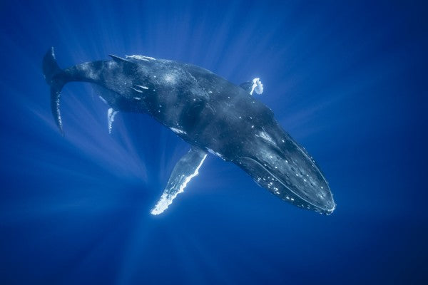 PHOTOWALL / Majestic Humpback Whale (e23791)