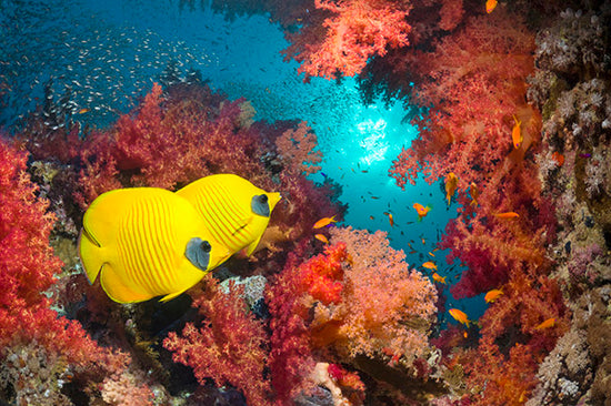 PHOTOWALL / Butterfly Fish and Red Corals (e23892)