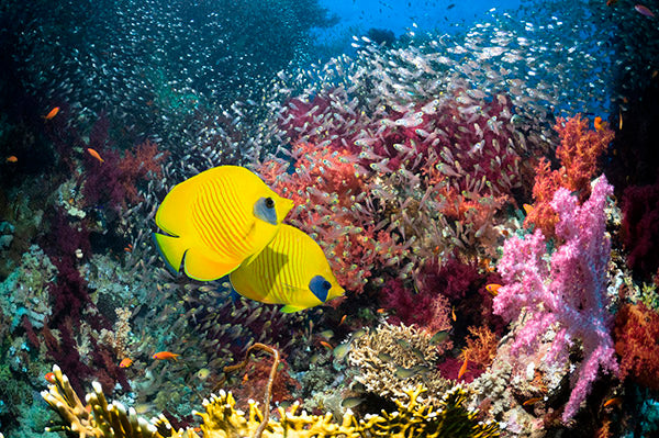PHOTOWALL / Coral Reef Scenery (e23893)