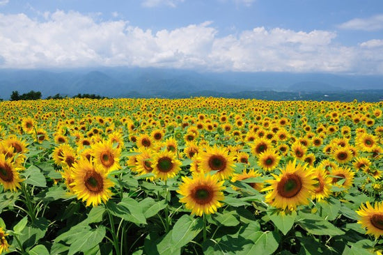 PHOTOWALL / Sunflowers in Sunny Weather (e23934)