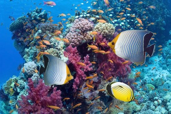 PHOTOWALL / Butterfly Fish (e23953)